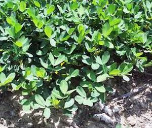 uploads/images/pest/groundnut thrips.jpg